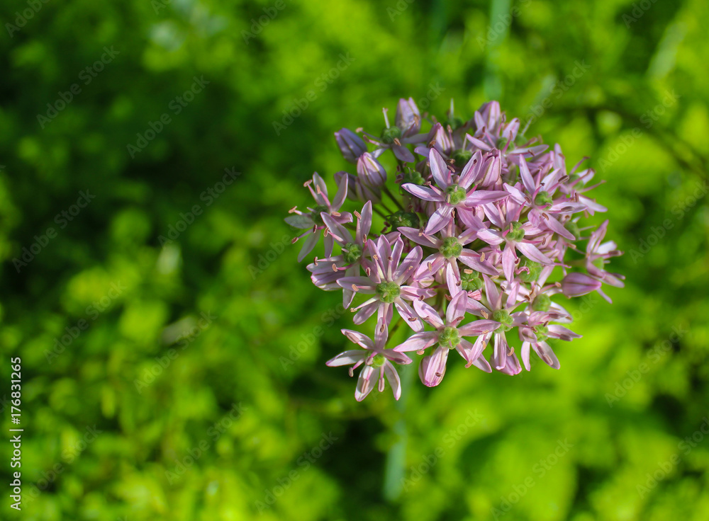 beautiful purple flowers. beautiful purple flowers.