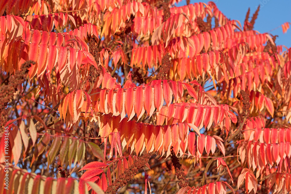 Naklejka premium Essigbaum, Hirschkolbensumach, Herbstfärbung