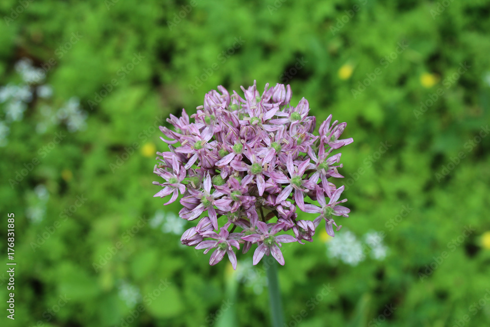 Fototapeta premium beautiful purple flowers.
