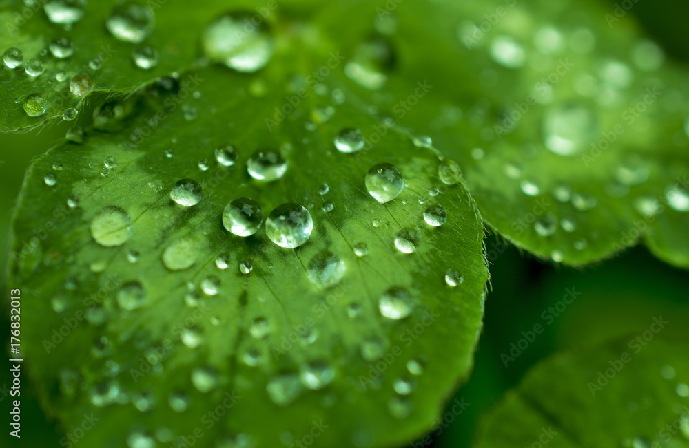 Beautiful young carved clover leaf covered with fine dew drops in a beautiful sun: interesting point of view dark edition Beautiful young carved clover leaf covered with fine dew drops in a beautiful sun: interesting point of view dark edition