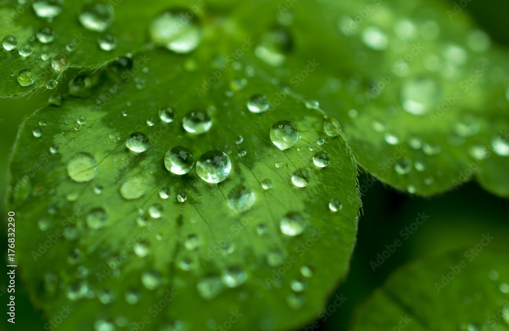 Beautiful young carved clover leaf covered with fine dew drops in a beautiful sun: interesting point of view dark edition Beautiful young carved clover leaf covered with fine dew drops in a beautiful sun: interesting point of view dark edition