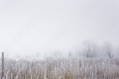 Frosty winter landscape. Foggy scenery. Canes and trees covered with hoarfrost.