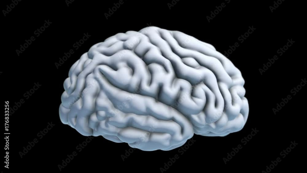 Rotating brain on a black background Rotating brain on a black background