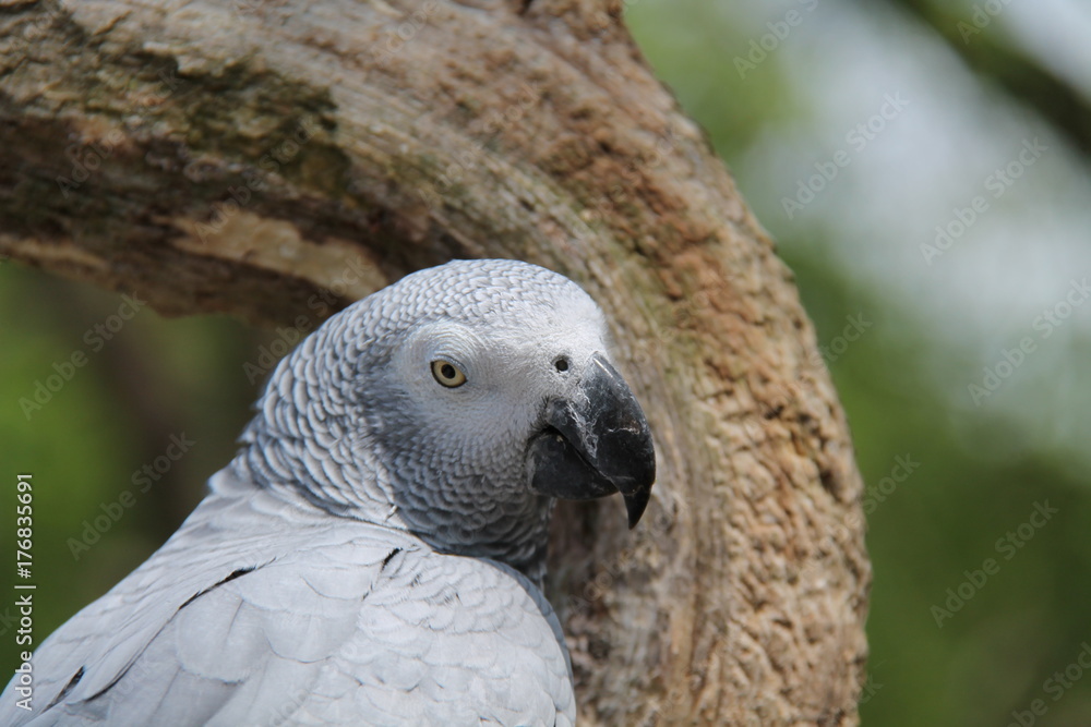 Fototapeta premium The Head of a Beautiful African Grey Parrot Bird.