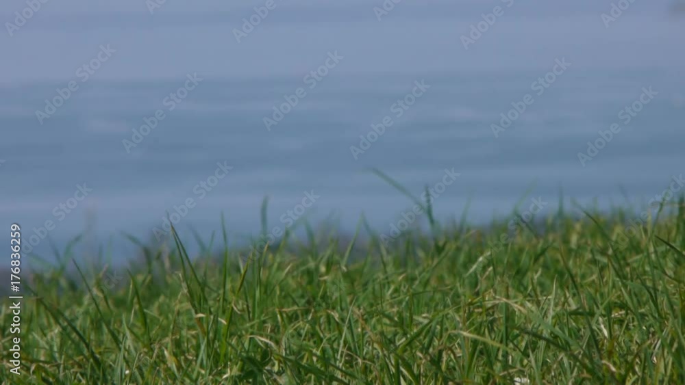 風に揺れる草原