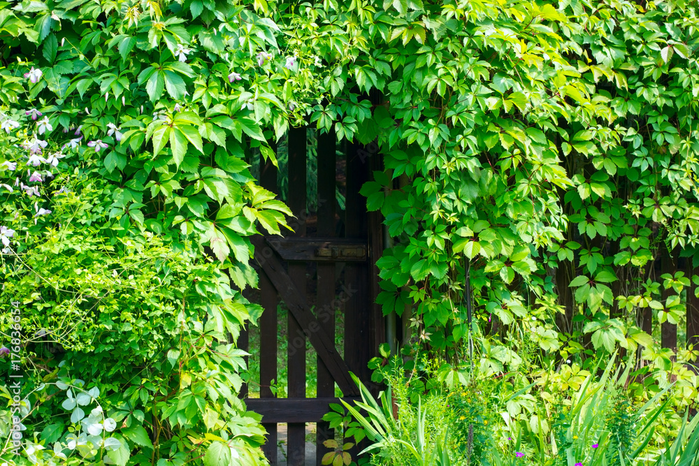 Gate in the hedge.