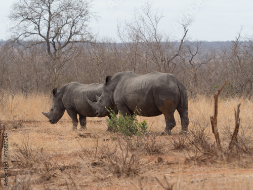 White Rhino in South Africa