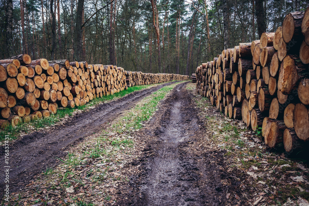 Piles of pine tree wood next to road in forest complex called Kampinos near Warsaw, Poland