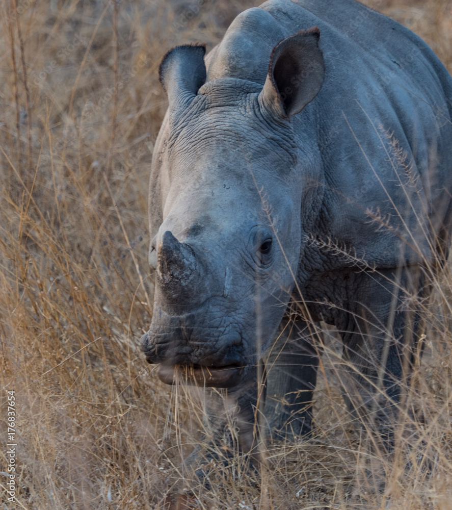 Fototapeta premium White Rhino in South Africa