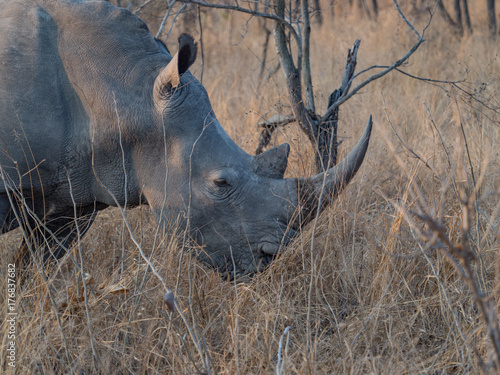 Rhino in South Africa