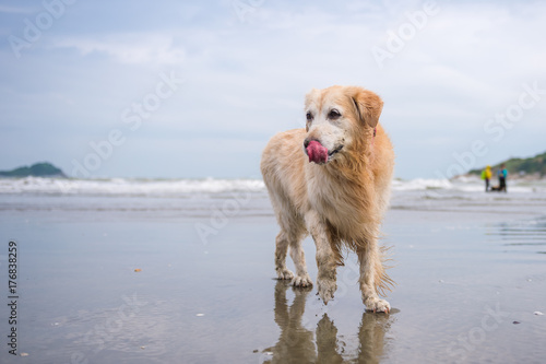 Golden Retriever at the beach