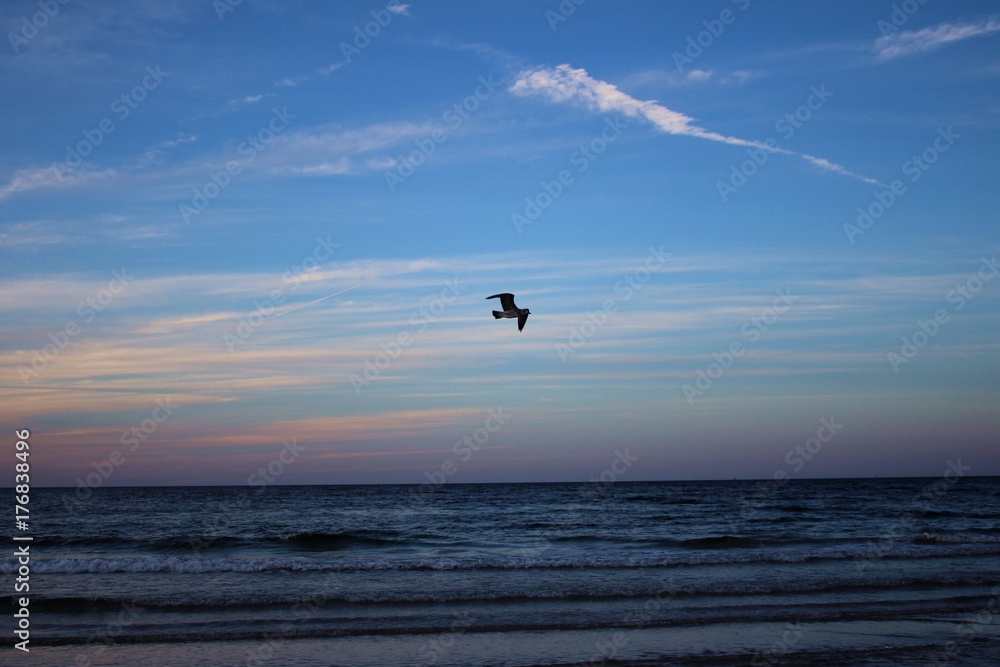 City of Leba, pomorskie province, nothern Poland. Seagull bird flying past the rising sun.