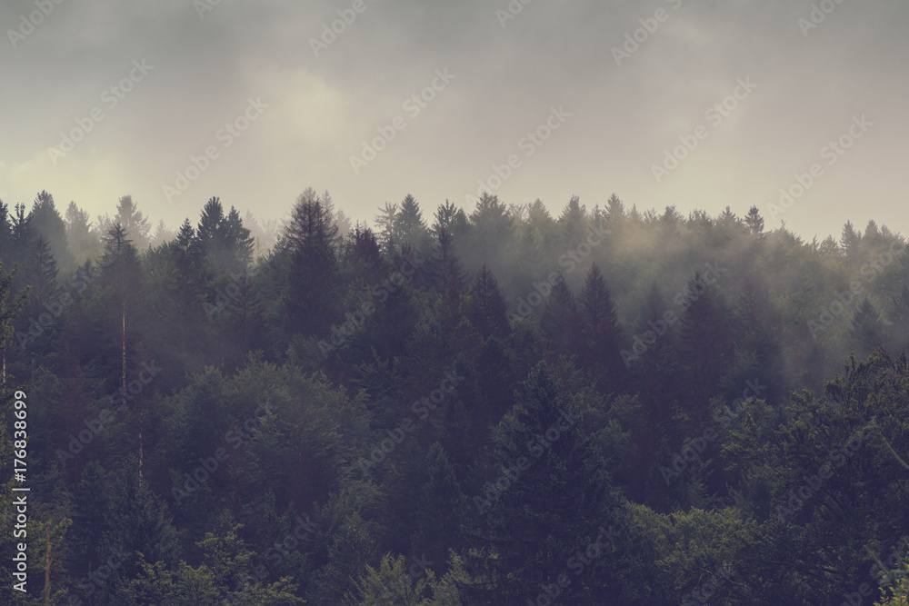 Misty forest of evergreen coniferous trees Misty forest of evergreen coniferous trees