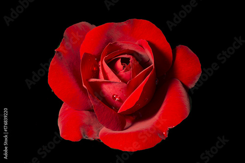 Red rose 01