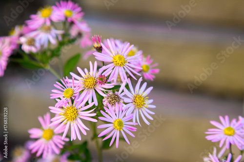 Zarte rosa Blumen im Sommer