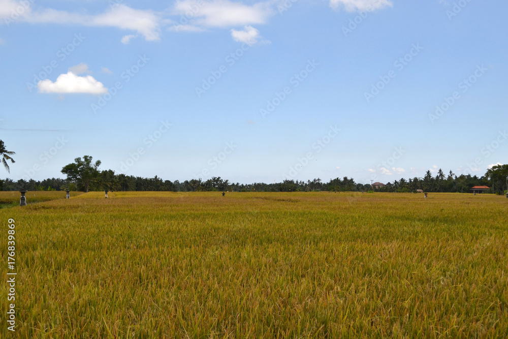 The rice field in Ubud - Bali, Indonesi9a