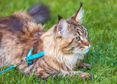 Fototapeta Naklejka Na Ścianę i Meble -  Black tabby Maine Coon cat with leash relaxing on green grass in park. Pets walking outdoor adventure.
