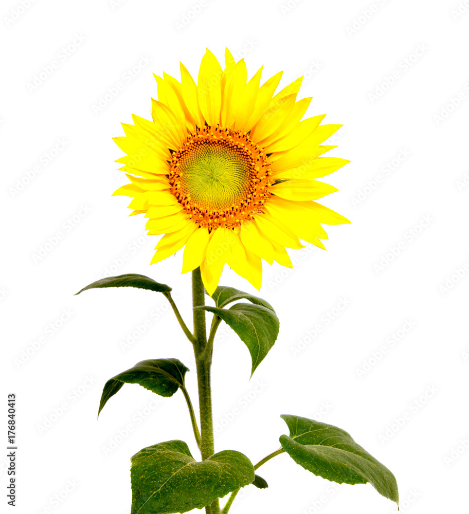 Fototapeta premium beautiful flower sunflowers on background