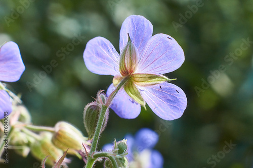 Fototapeta Naklejka Na Ścianę i Meble -  Flower s of wild geranium Lisno.