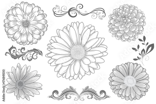 Billede på lærred Set of  hand-drawing  flower chamomile, gerbera, dahlias, zinnia and calligraphic floral design elements