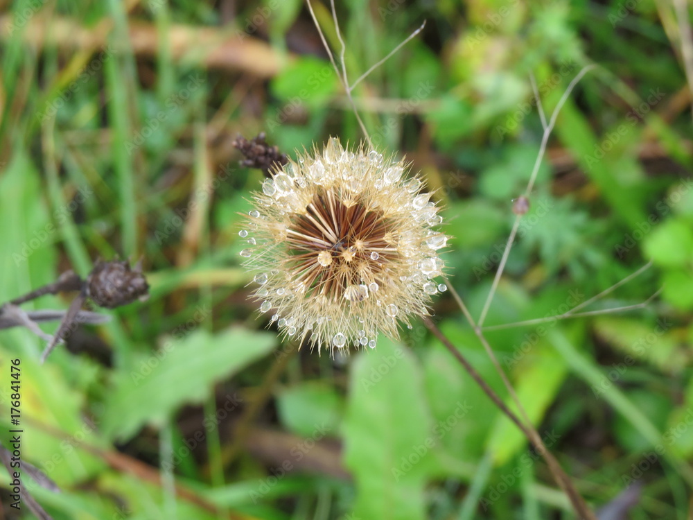 Autumn dandelion. The drops of dew. (The Vast Russia! Sergey, Bryansk.) Autumn dandelion. The drops of dew. (The Vast Russia! Sergey, Bryansk.)