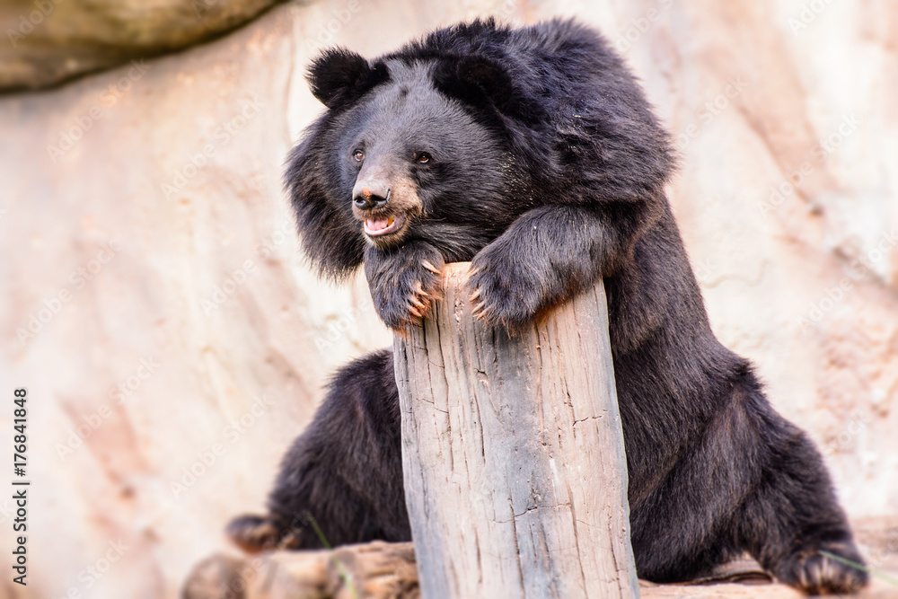 Asian black bear is happy in the zoo. Asian black bear is happy in the zoo.