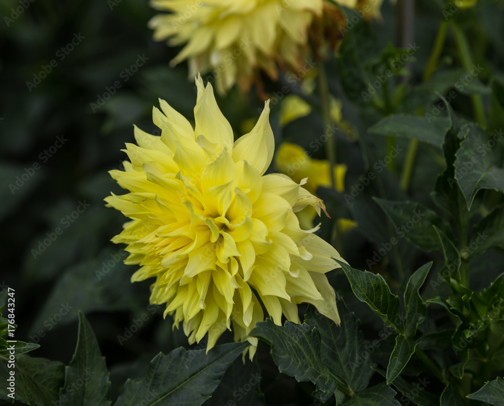 Flower dahlia semi - kaktus Dutch Boy in the garden Flower dahlia semi - kaktus Dutch Boy in the garden