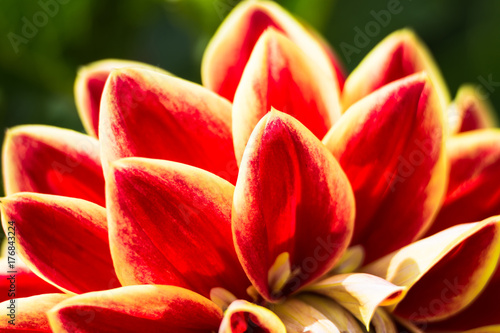 Fototapeta Naklejka Na Ścianę i Meble -  Multicolored petals of colorful flower dahlia  macro