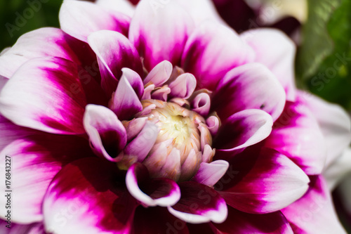 Fototapeta Naklejka Na Ścianę i Meble -  flower dahlia macro