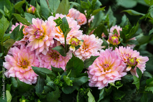 Fototapeta Naklejka Na Ścianę i Meble -  Flower dahlia dekorative Harzfee in the garden