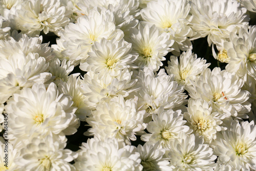 chrysanthemums daisy flower background pattern bloom
