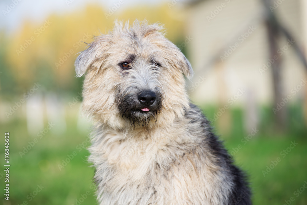 adorable mixed breed dog portrait outdoors adorable mixed breed dog portrait outdoors