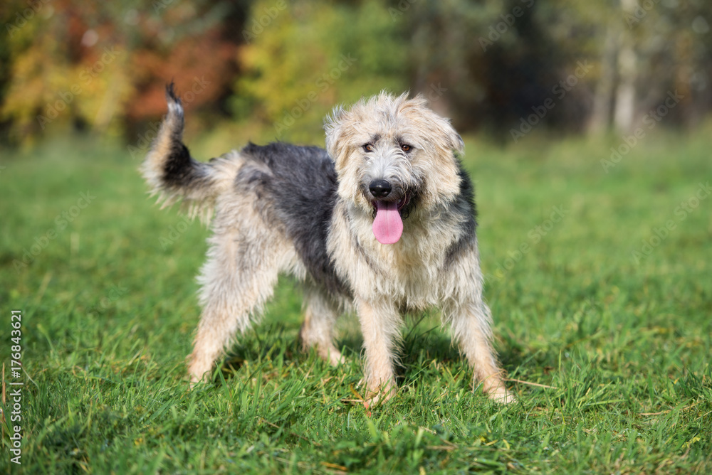 adorable mixed breed dog posing outdoors