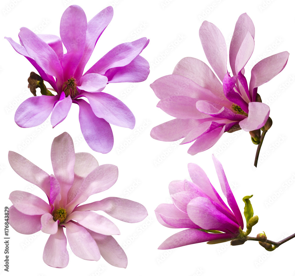 Obraz premium decoration of few magnolia flowers. pink magnolia flower isolated on white background. Magnolia. Magnolia flower
