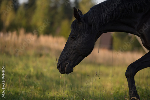 Portrait of  beautiful black stallion at pasture