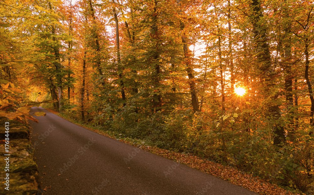 Autumn forest at sunset. Ch