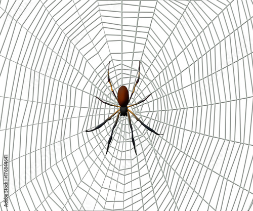 Spider on a spider web on white background