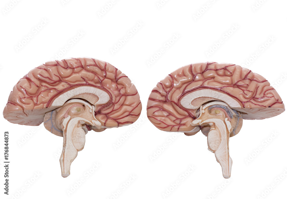 Human brain model isolated on the white background with clipping path ...