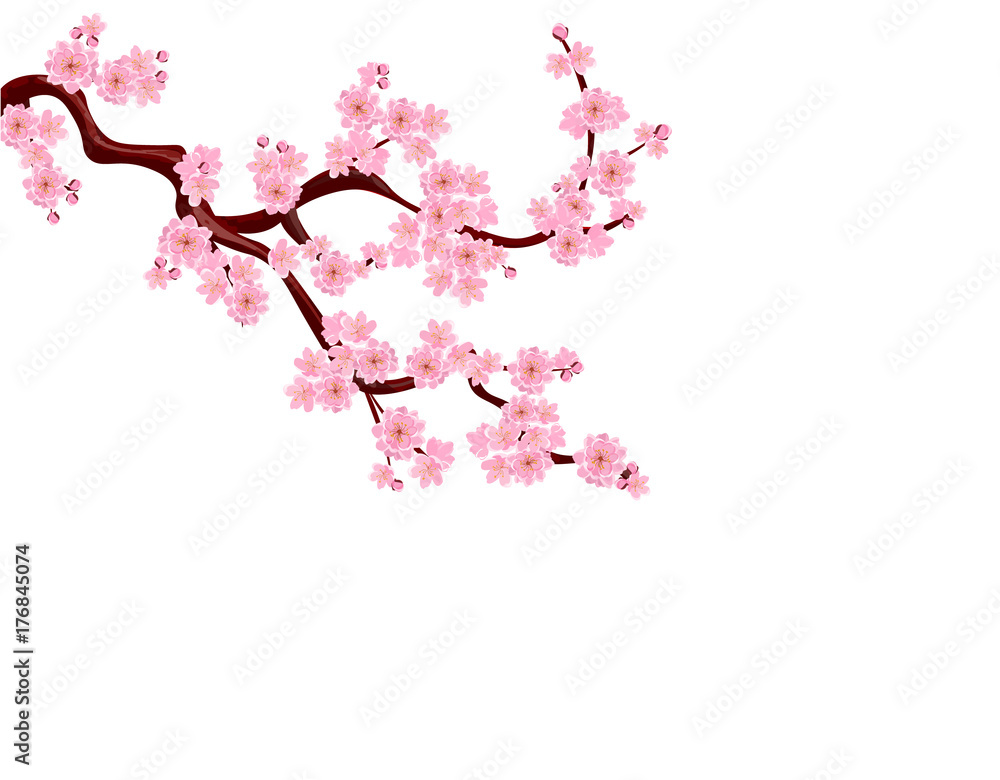 Sakura. A curved branch with delicate flowers and cherry buds. isolated without grid and gradient. illustration