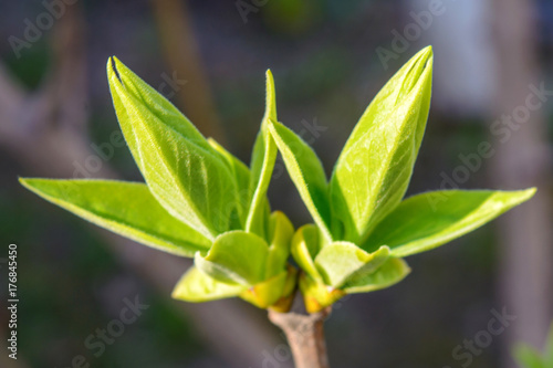 Photo of a young tree branch on dark background