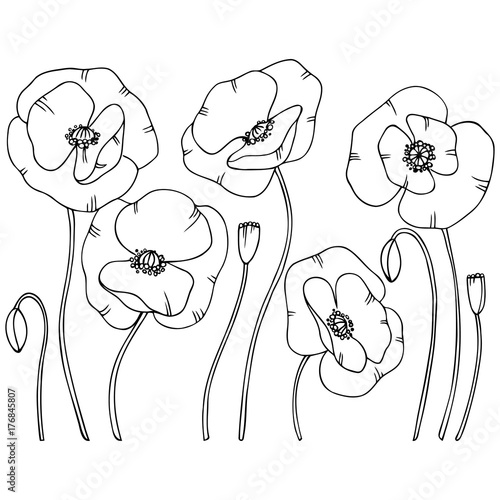 vector contour illustration of poppy flower set