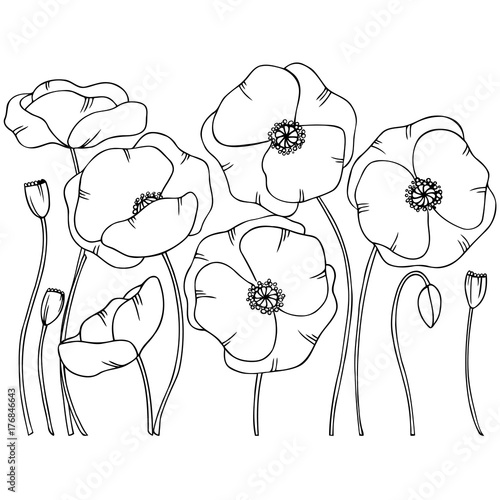 Fototapeta Naklejka Na Ścianę i Meble -  contour poppy flowers illustration 