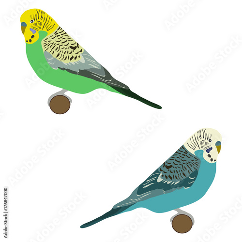 A wavy parrot, a set of wavy parrots, a bird.