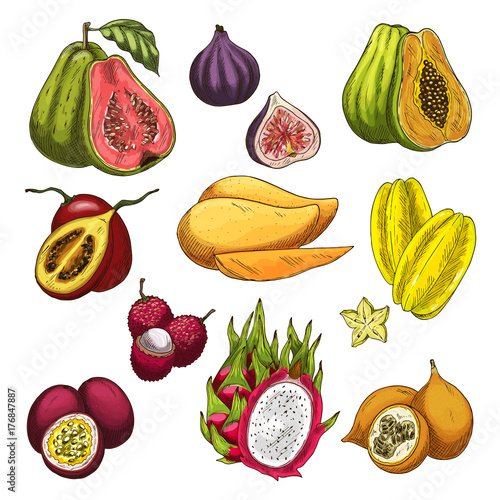 Exotic fruit tropical farm product sketch set