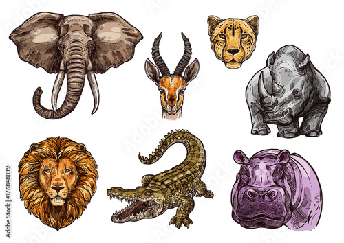 African animal sketch set of elephant, lion, hippo