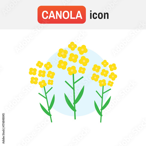 canola flower mustard. Canola flower vector illustration