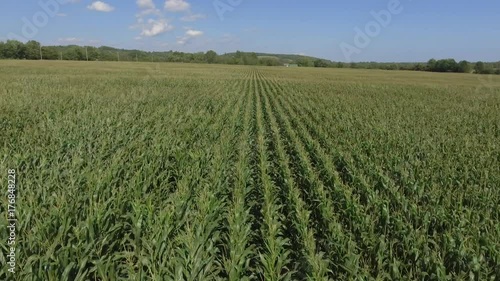 aerial green corn crop blowing in the wind low flight 4k photo