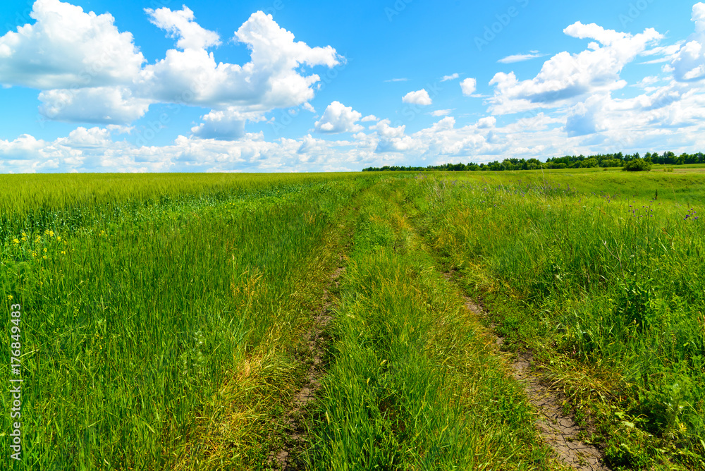 Country road among green grass in Russia Country road among green grass in Russia