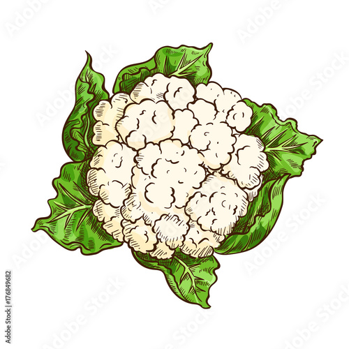 Cauliflower cabbage vegetable isolated sketch