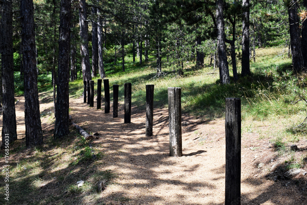 Obstacles for crossing and training in the forest